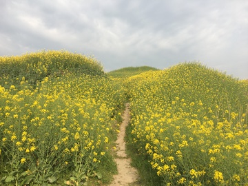 油菜花 