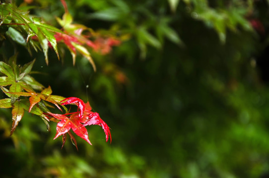 雨中枫叶