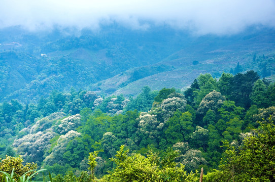 雾色山景