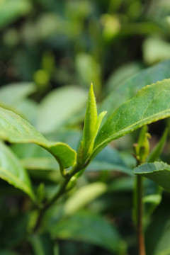 茶叶 茶芽 绿芽 嫩芽