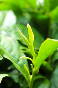 茶叶 茶芽 绿芽 嫩芽