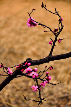 梅花