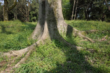 大树 树根
