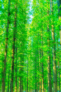 绿树林 红杉树