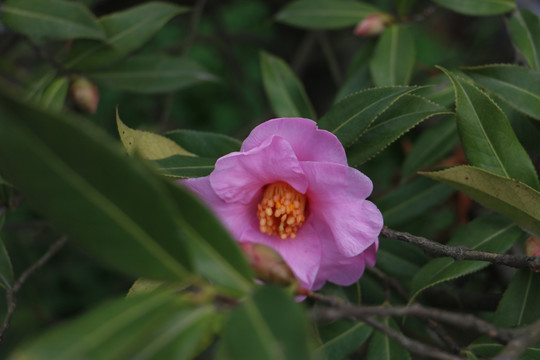 茶花