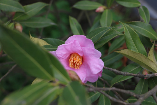 茶花