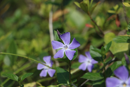 花卉
