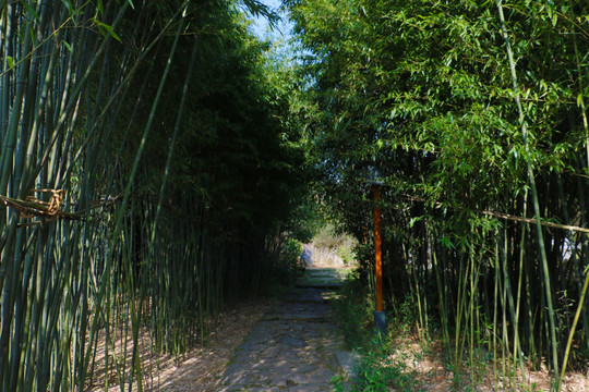 竹林