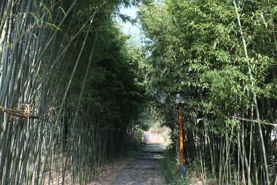 竹林