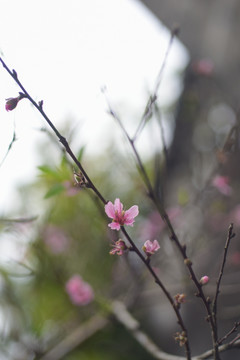 桃花