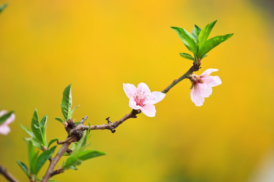 桃花