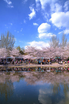 北京玉渊潭公园樱花节