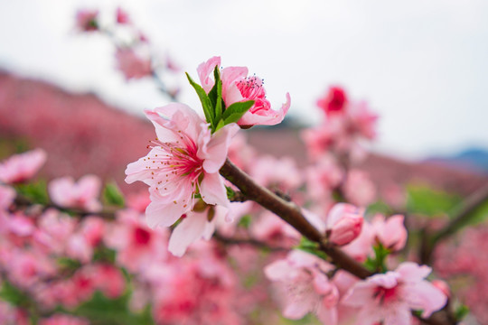 桃花