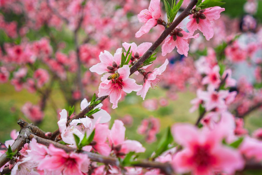桃花