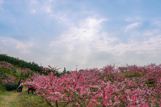 桃花