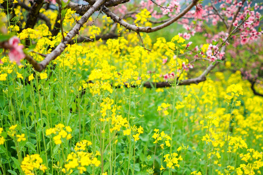 油菜花