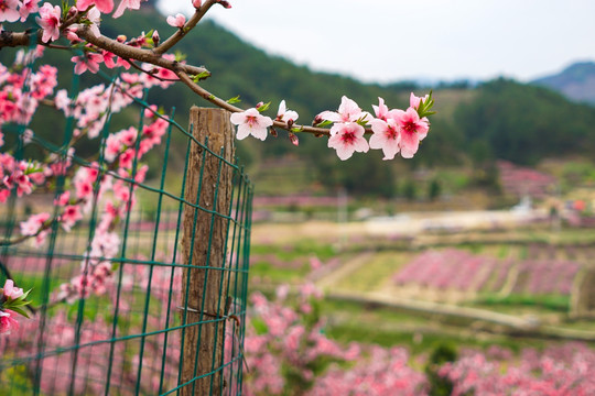 桃花