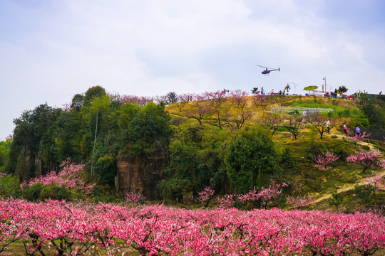 桃花