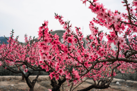 桃花