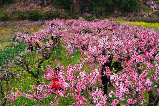 桃花