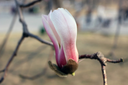 紫色玉兰花