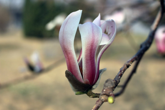 紫色玉兰花