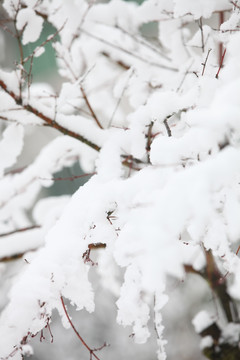 雪景树枝特写