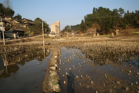 秀地稻田