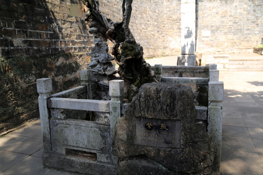 金殿古树
