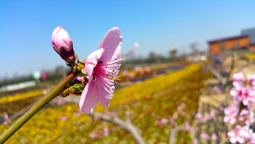 桃花