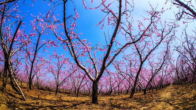 桃花 桃树林