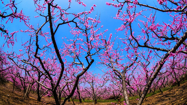 桃花 桃树林