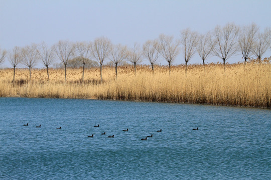 马踏湖湿地公园