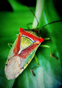 红绿色昆虫微距