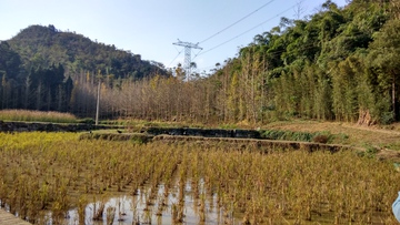 稻田风景