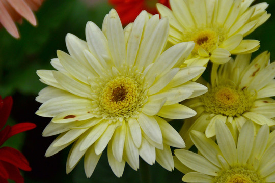 扶郎花 非洲菊