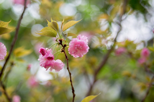 樱花