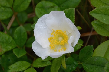 野月季花