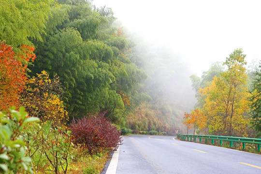 塔川 道路 竹林 红叶