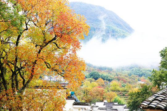 塔川红叶秋色