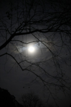 朦胧月夜树影