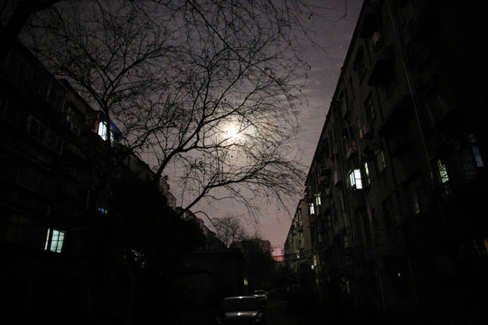 夜晚月光树影楼房