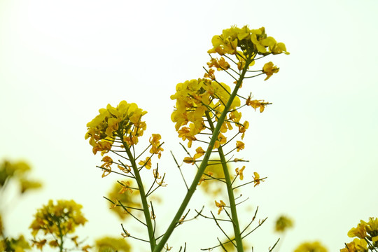 油菜花