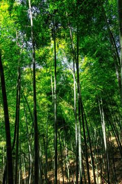 竹林风景 竹海景观