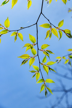 鹅耳枥 树叶树枝