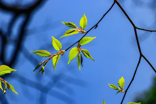 嫩叶光泽