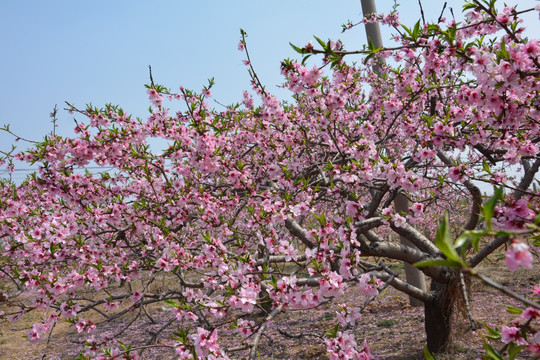 桃花树