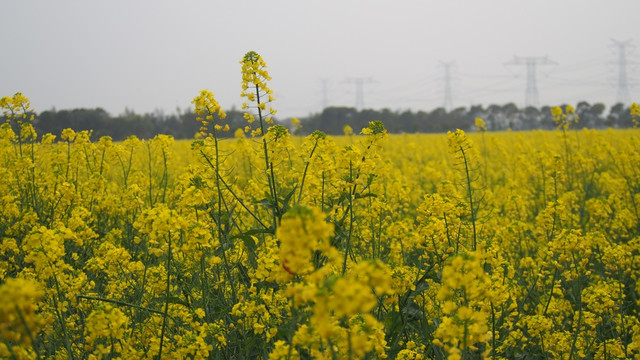 油菜花田