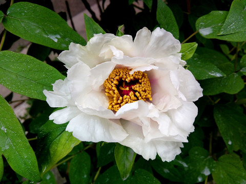 菊花 黄色花蕊 特写