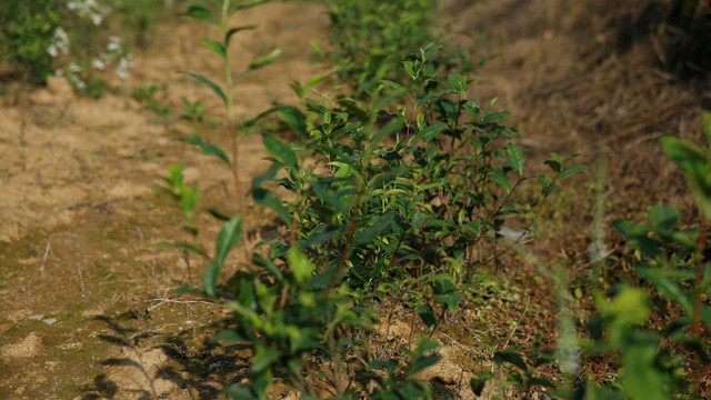 油茶树